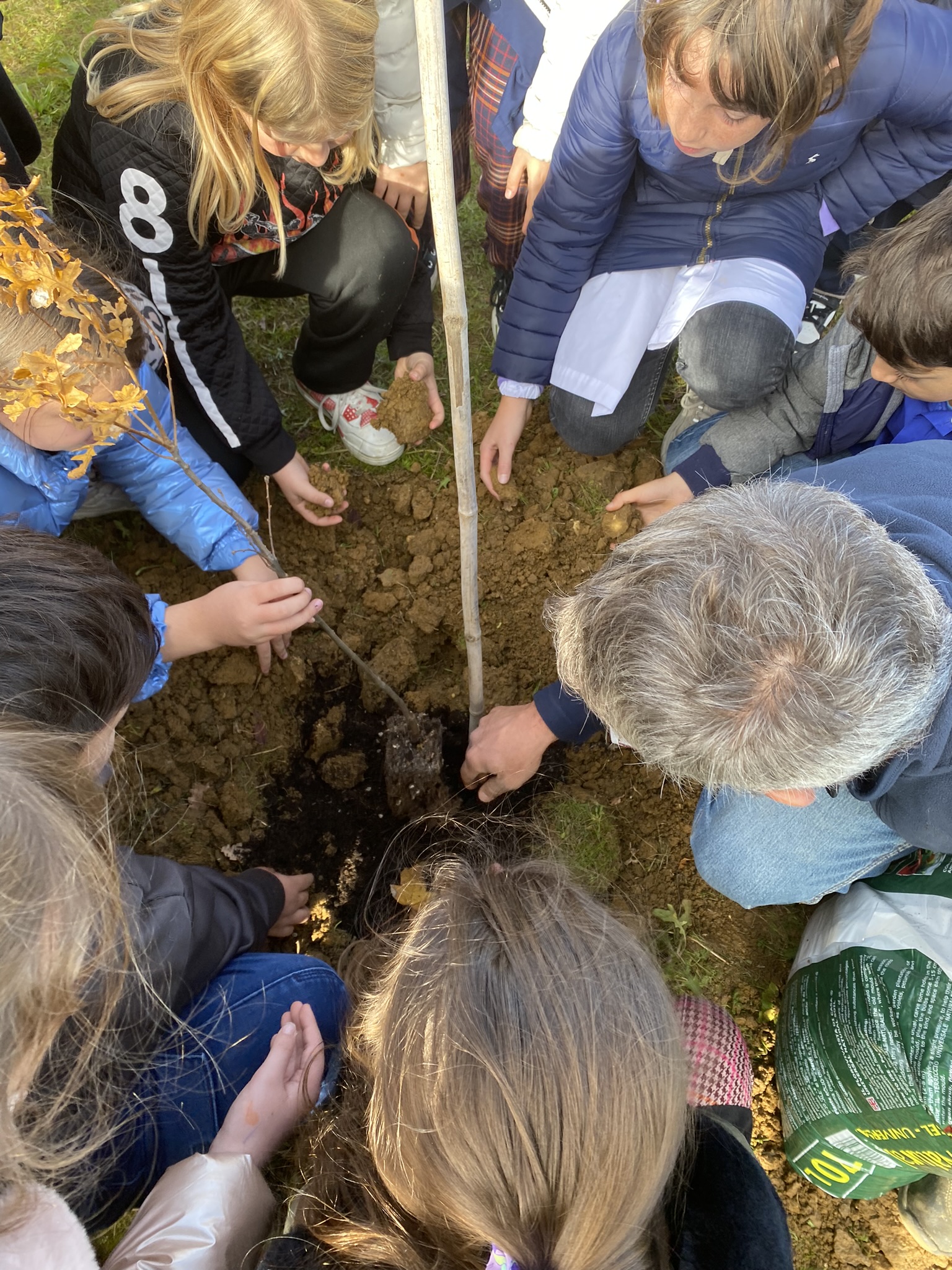 piantumazione di alberi