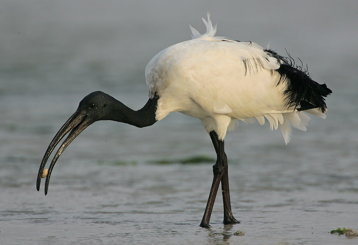 uccello ibis sacro