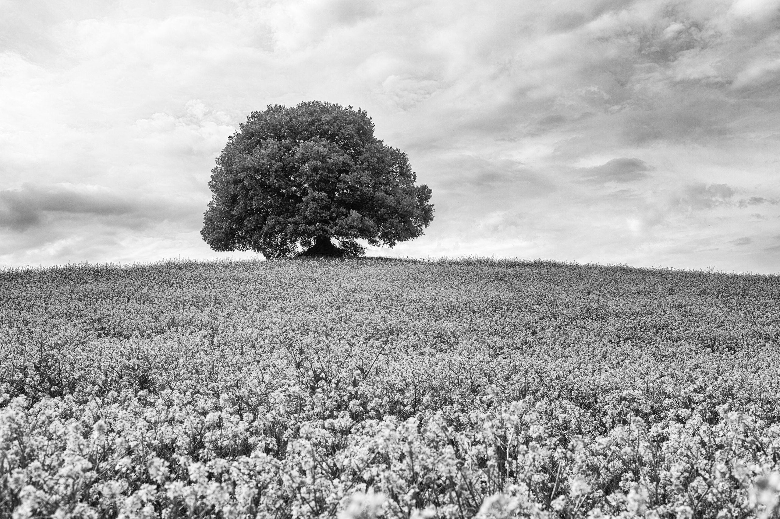 foto in bianco e nero di paesaggio toscano