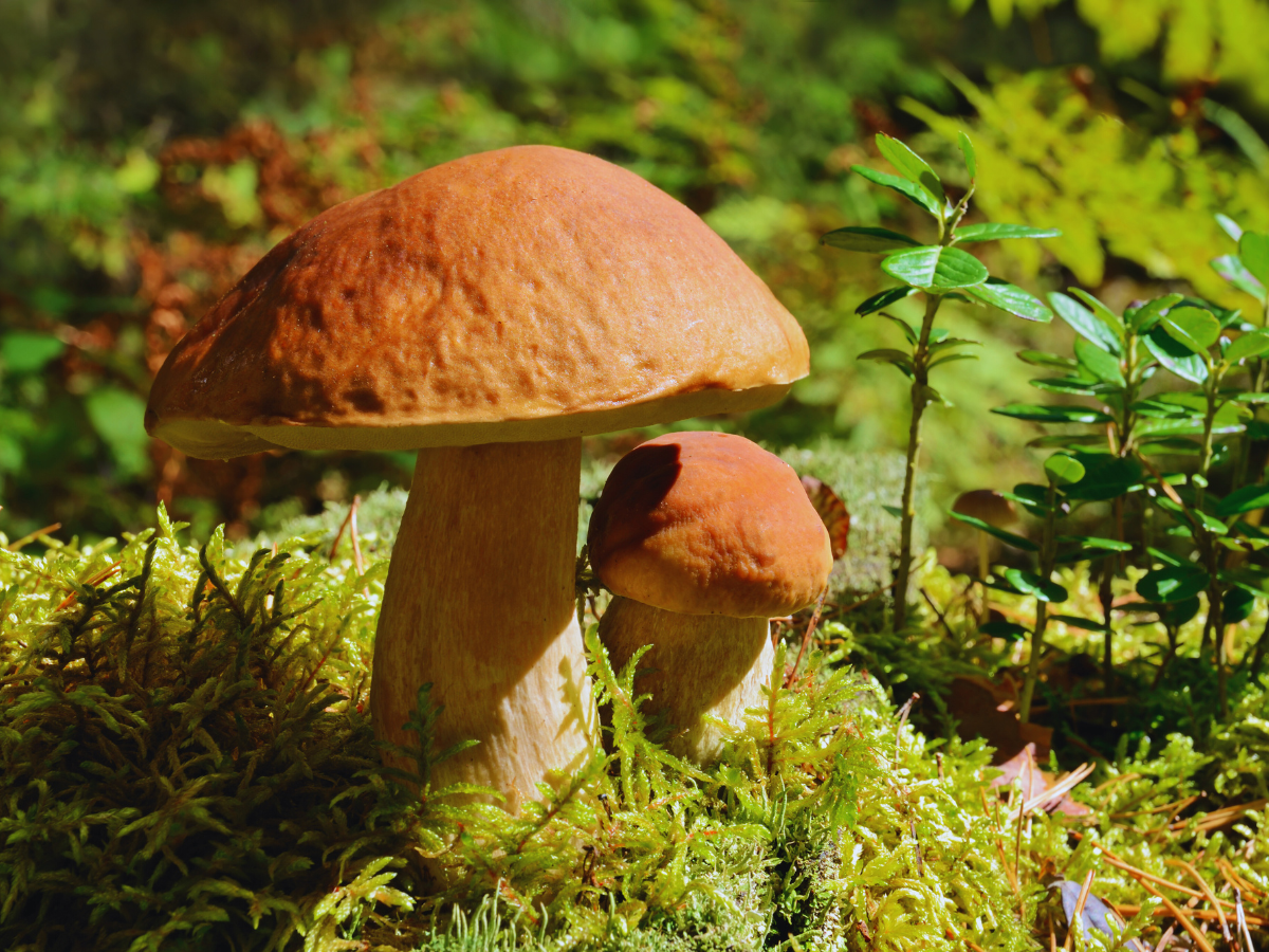 foto di funghi porcini sul bosco